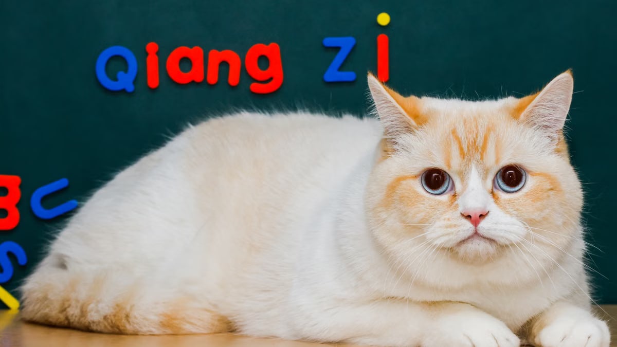 Adorable British Shorthair cat on desk with magnetic letters on blackboard.